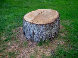 How Our Tree Care Process Works  in  Harrington Park, NJ
